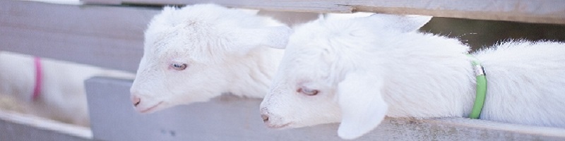 �~���[���O�W���X �V�����v�[�E�w�A�g���[�g�����g R���T�C�g